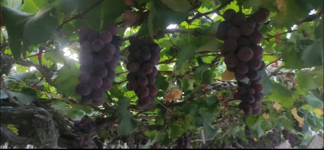 成熟的巨峰葡萄成串挂枝,果实饱满、颜色深紫,表面有一层天然白霜 巨峰葡萄特写