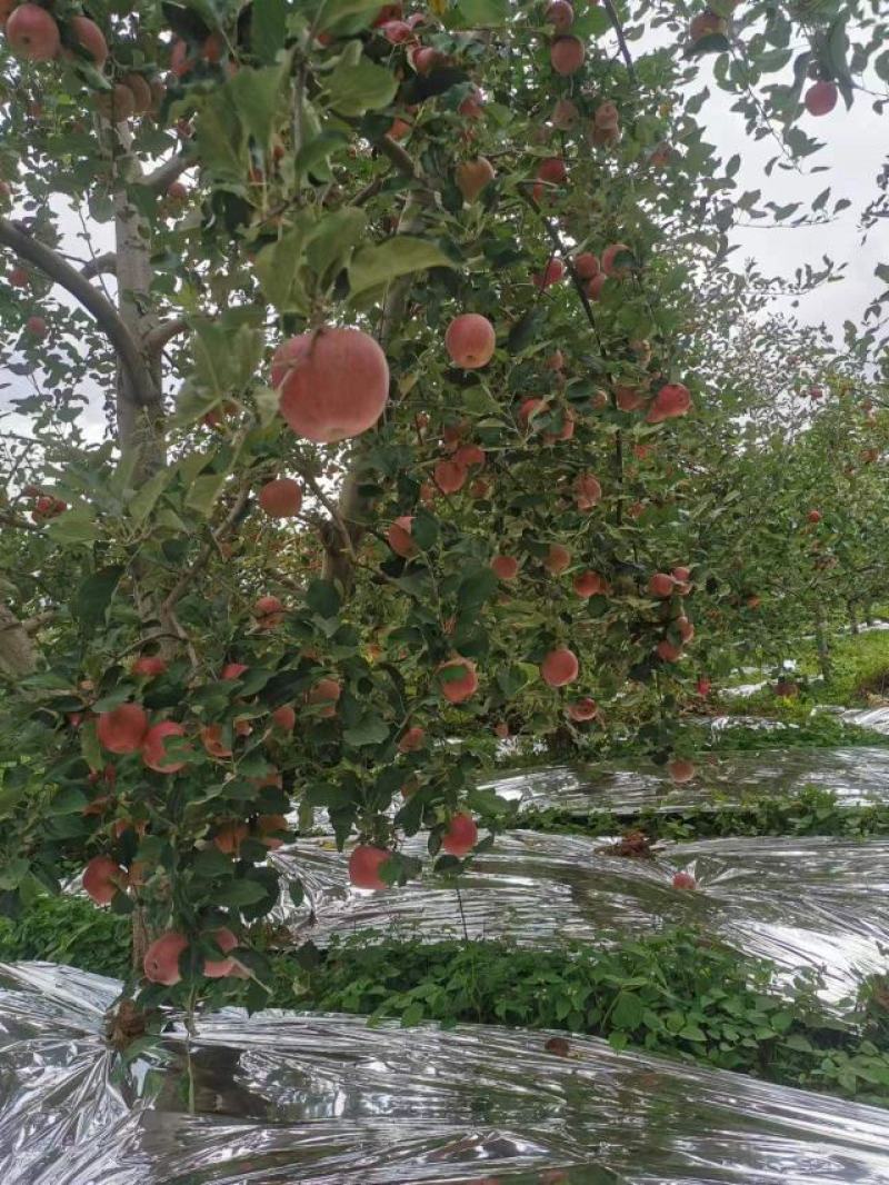汉源苹果