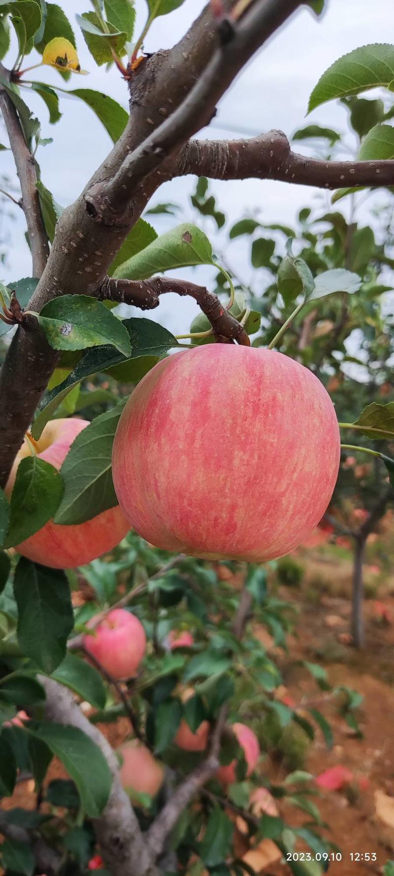 精品苹果岳阳红苹果量大从优质量保证欢迎咨询