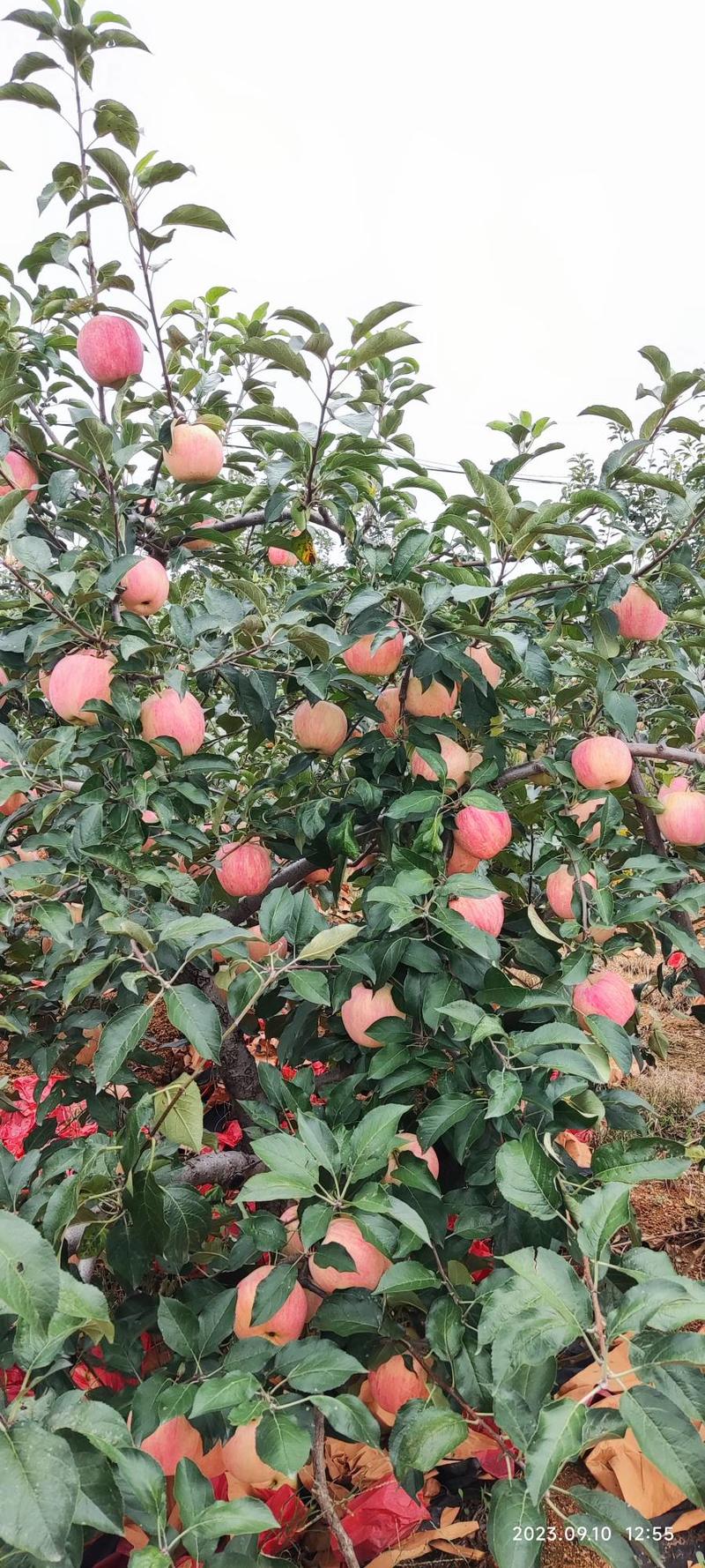 精品苹果岳阳红苹果量大从优质量保证欢迎咨询