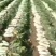 白萝卜，加工厂萝卜，电商萝卜。市场萝卜，养殖场白萝卜大量