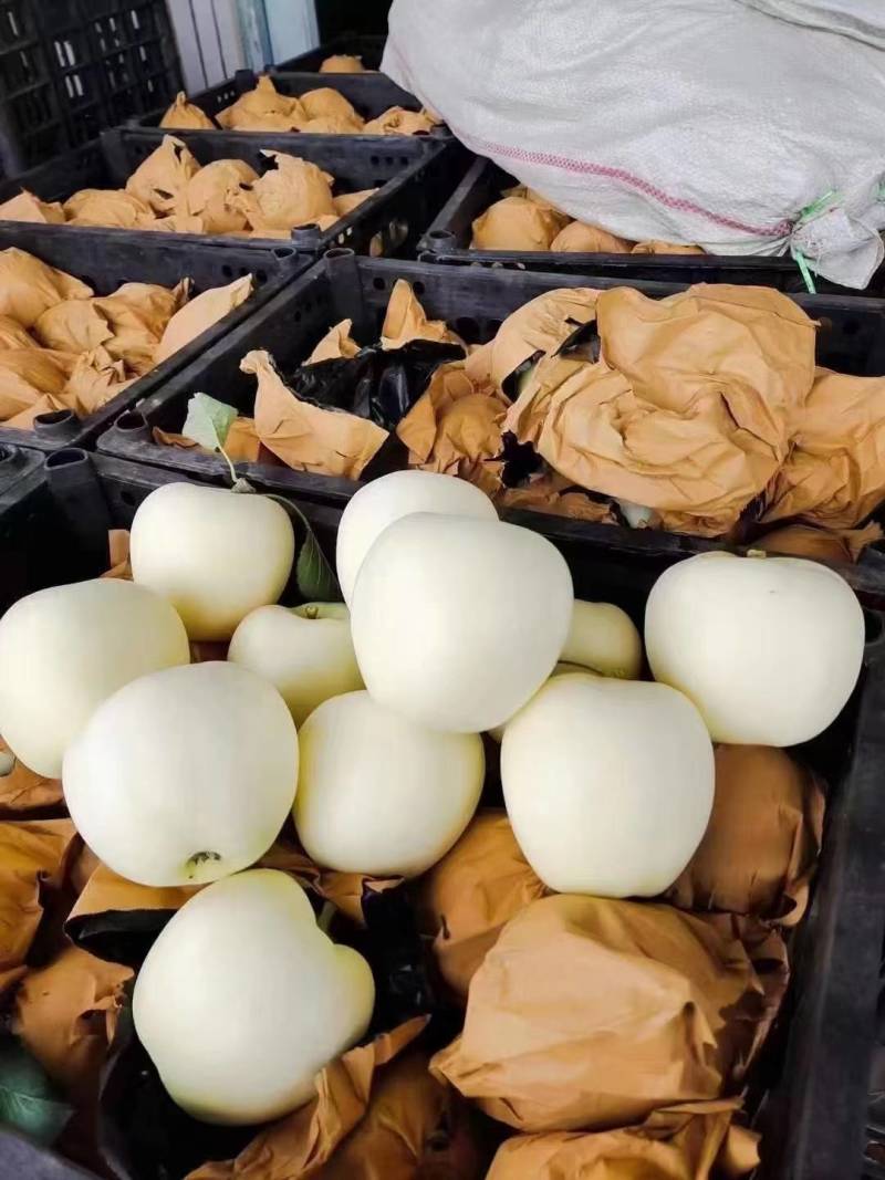 辽宁苹果精品黄元帅苹果产地直供现摘现发品种齐全