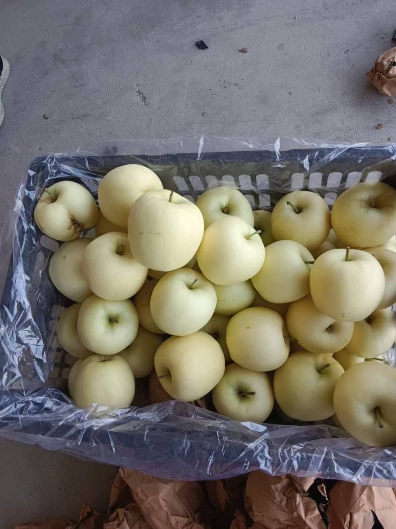 辽宁苹果精品黄元帅苹果产地直供现摘现发品种齐全