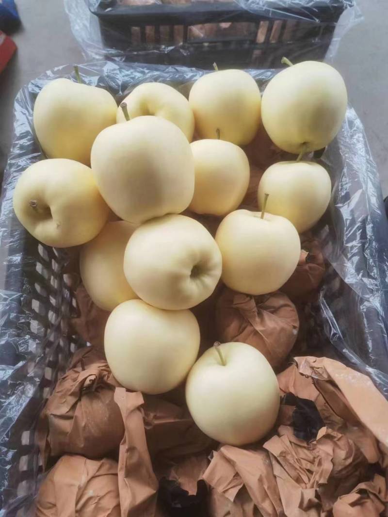 辽宁苹果精品黄元帅苹果产地直供现摘现发品种齐全