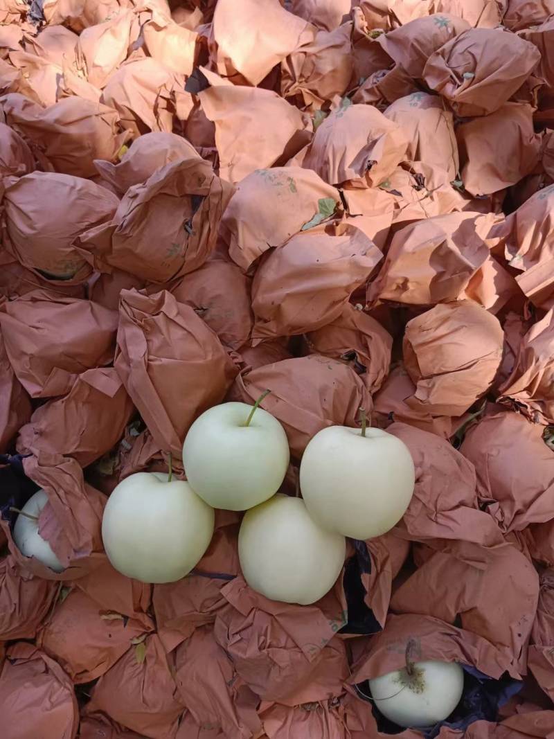 辽宁苹果精品黄元帅苹果产地直供现摘现发品种齐全