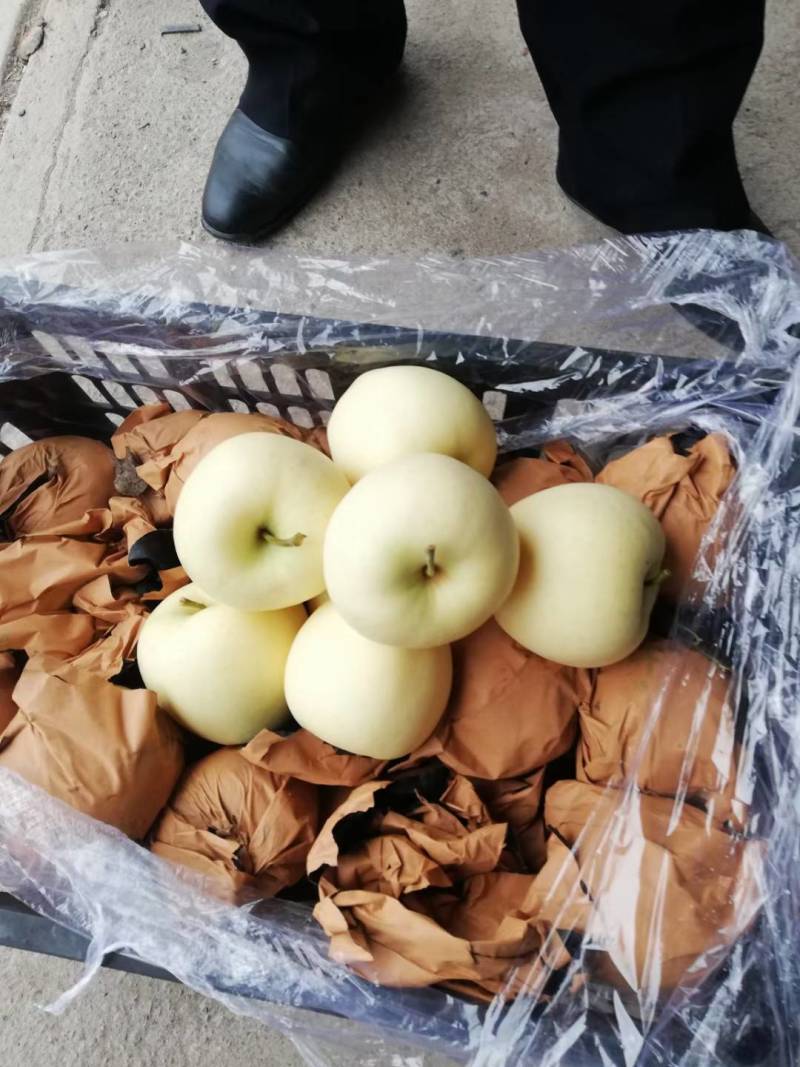 辽宁苹果精品黄元帅苹果产地直供现摘现发品种齐全