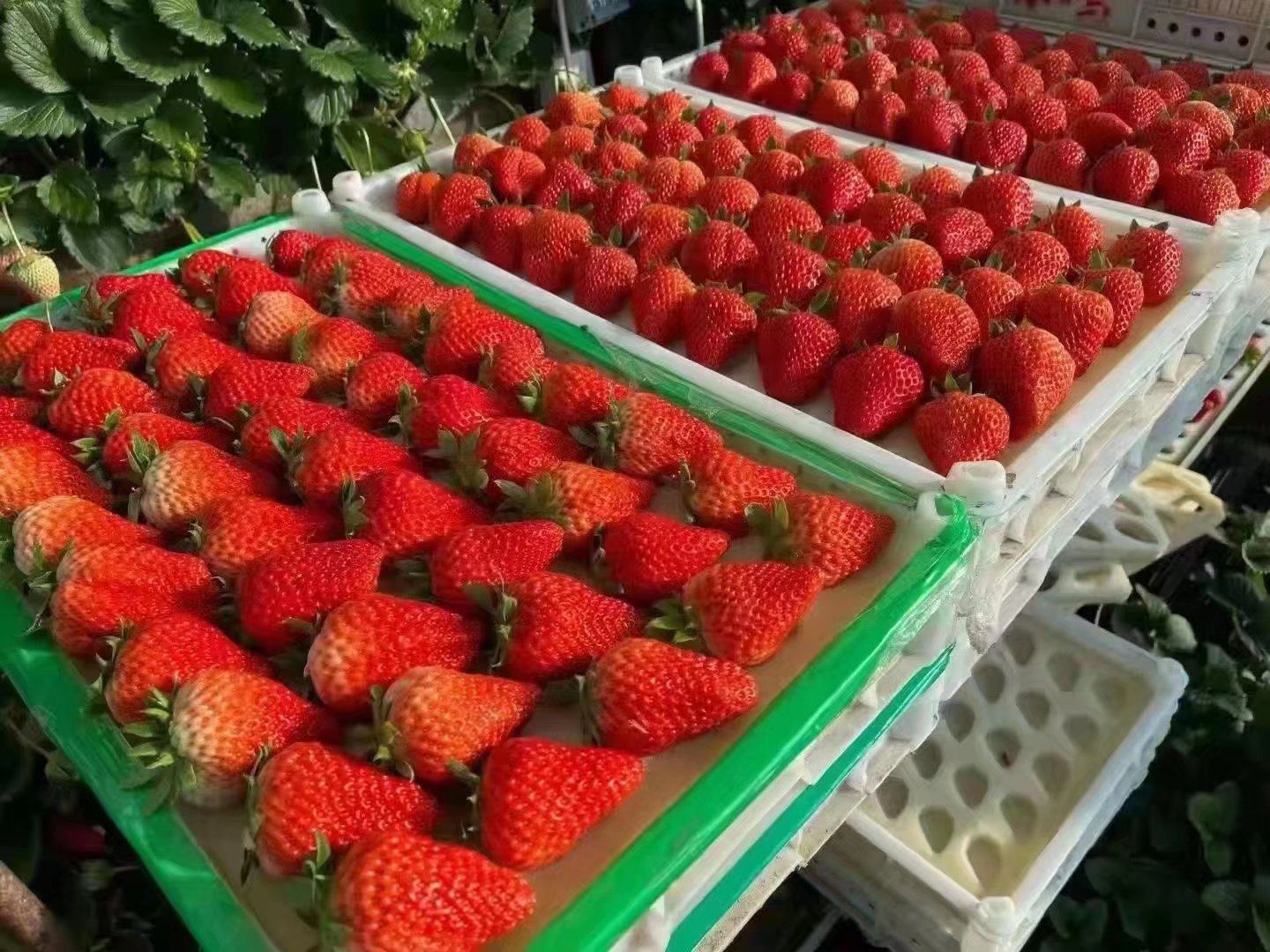 三品种并置对比摄影:统一白底、45°侧光;标注尺寸标尺(1cm);红颜果实纵径5.2–6.0cm,横径3.8–4.5cm,果形指数1.35±0.08;果面着色均匀度达96.7%,无白肩或阴阳面 红颜草莓与常见草莓品种对比图:左侧为红颜(果形圆锥形,肩部饱满,萼片反卷自然),中间为章姬(长圆锥形,果肩窄),右侧为奶油(短圆锥形,果顶钝圆)