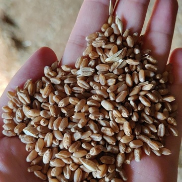 玉米小麦