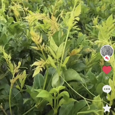 藤茶