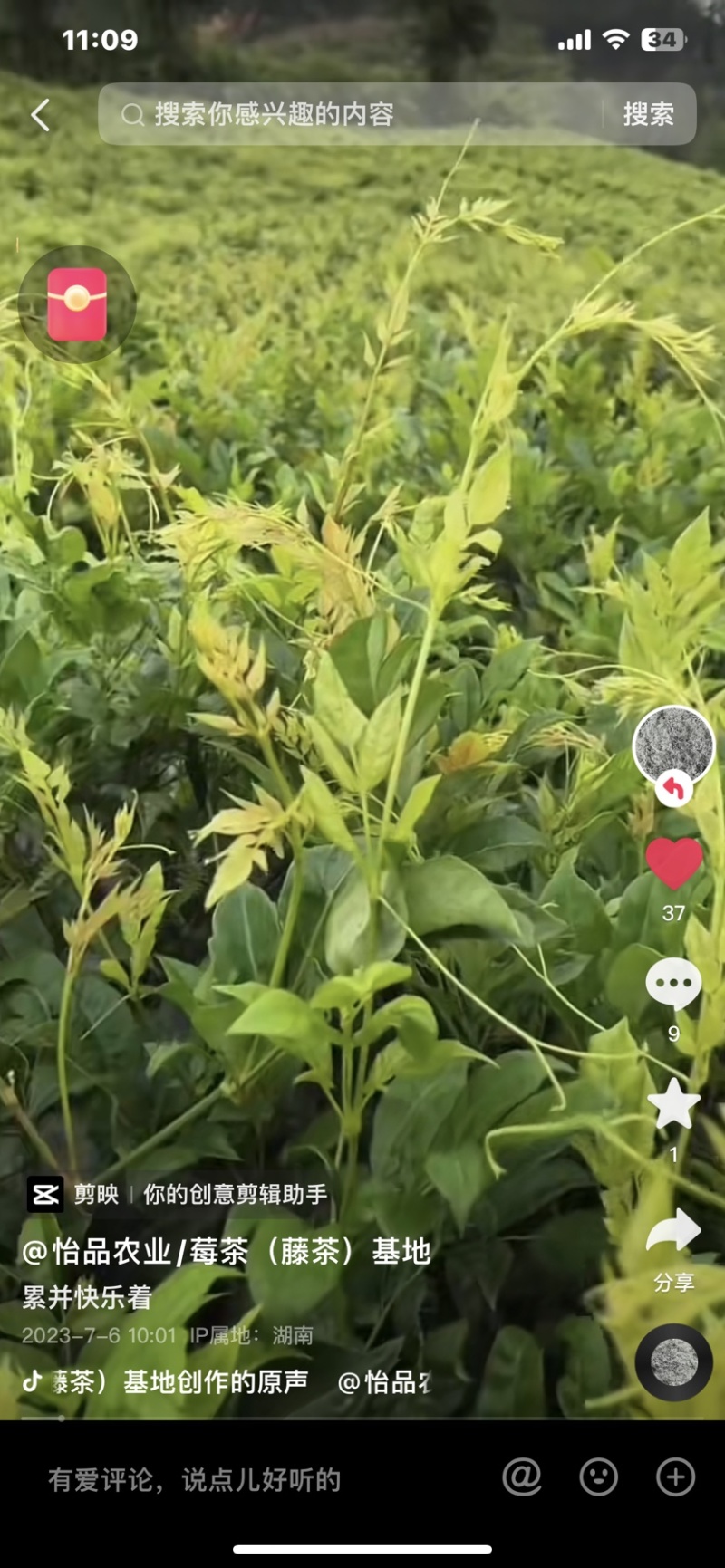 藤茶