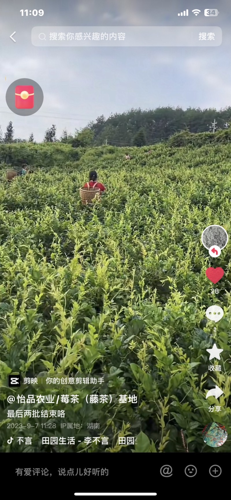 藤茶