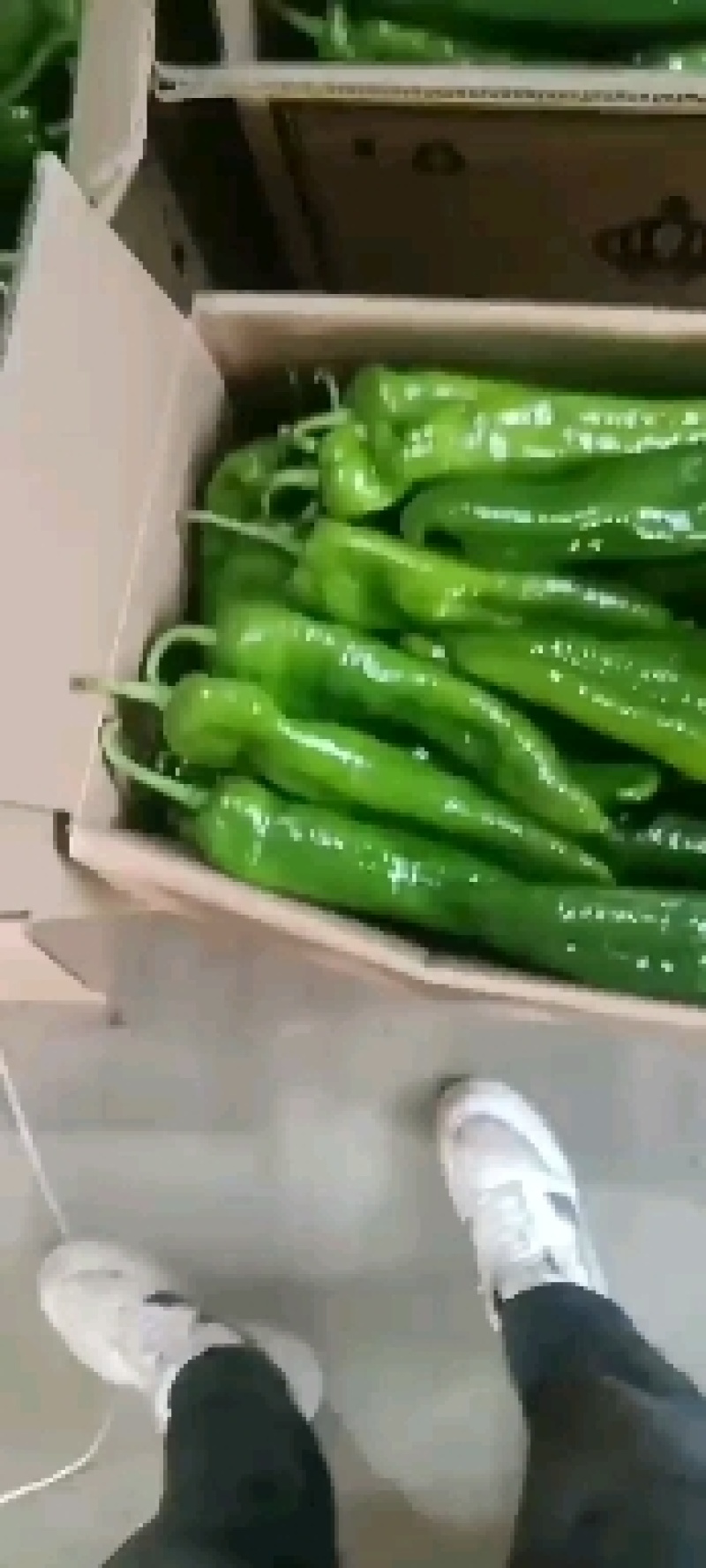 《热卖中》宁夏固原西吉陇椒辣椒产地直供品质严控全国发货