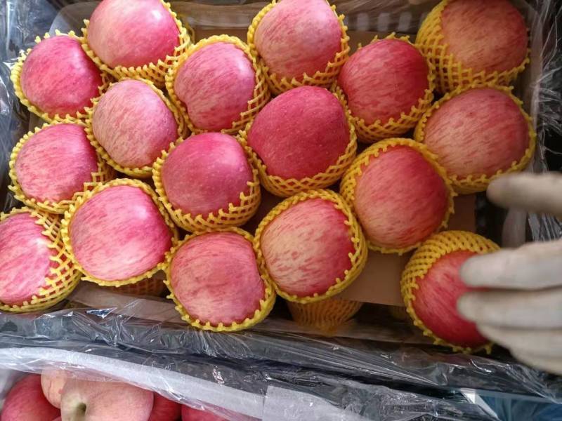 辽宁精品红富士苹果绥中苹果大量上市产地直供货源充