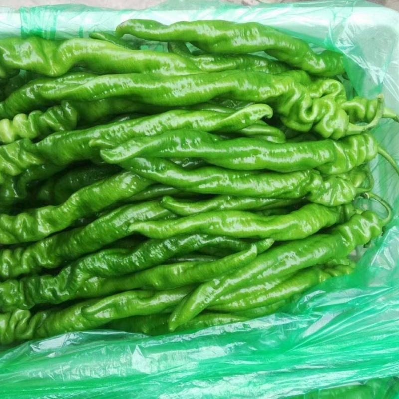 《热卖中》宁夏固原西吉陇椒辣椒产地直供品质严控全国发货