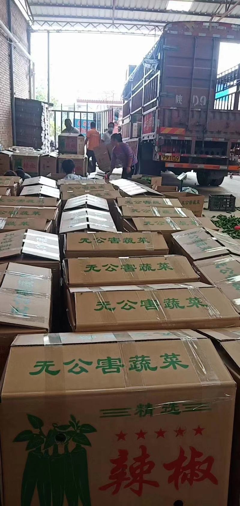 《热卖中》宁夏固原西吉陇椒辣椒产地直供品质严控全国发货