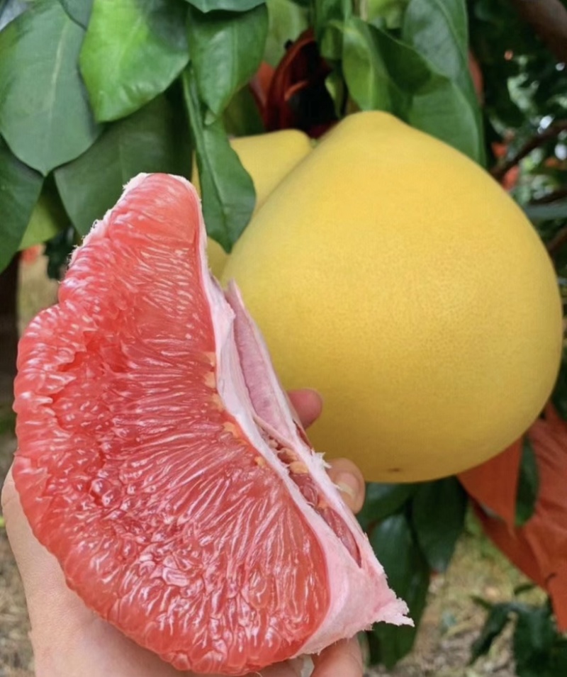 福建平和红心柚，皮薄肉多，品质保证，量大从优，欢迎选购