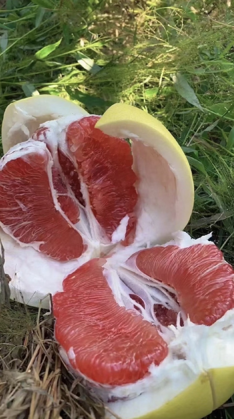 福建平和红心柚，皮薄肉多，品质保证，量大从优，欢迎选购