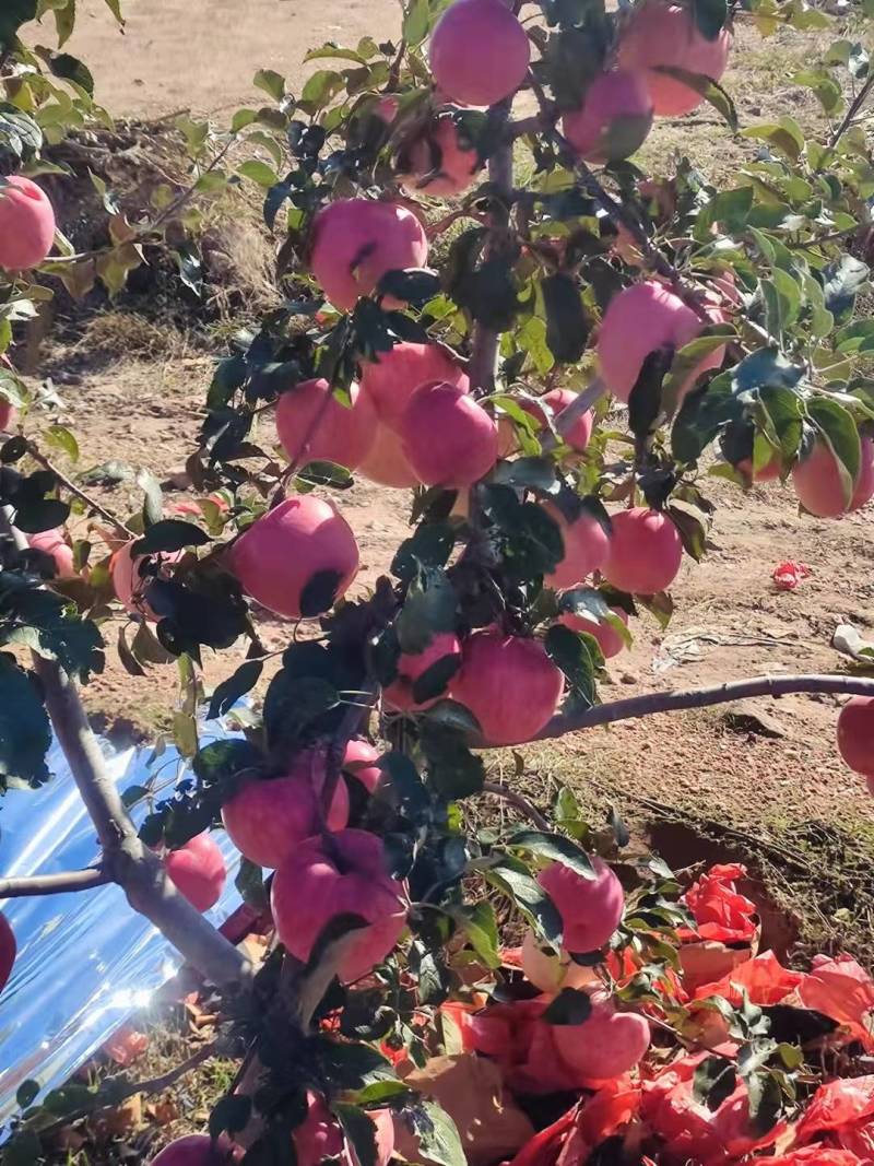 苹果辽宁寒富苹果大量上市口感脆甜量大从优货源充