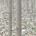 蝴蝶楸树