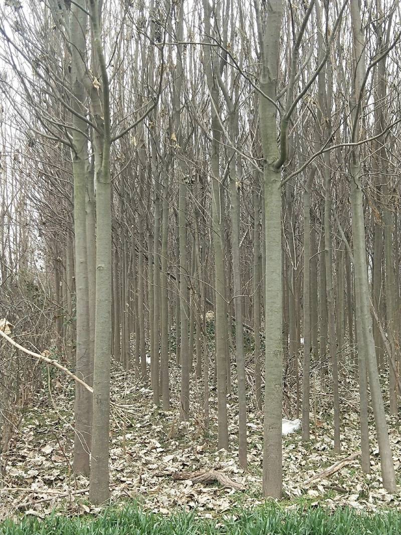 蝴蝶楸树
