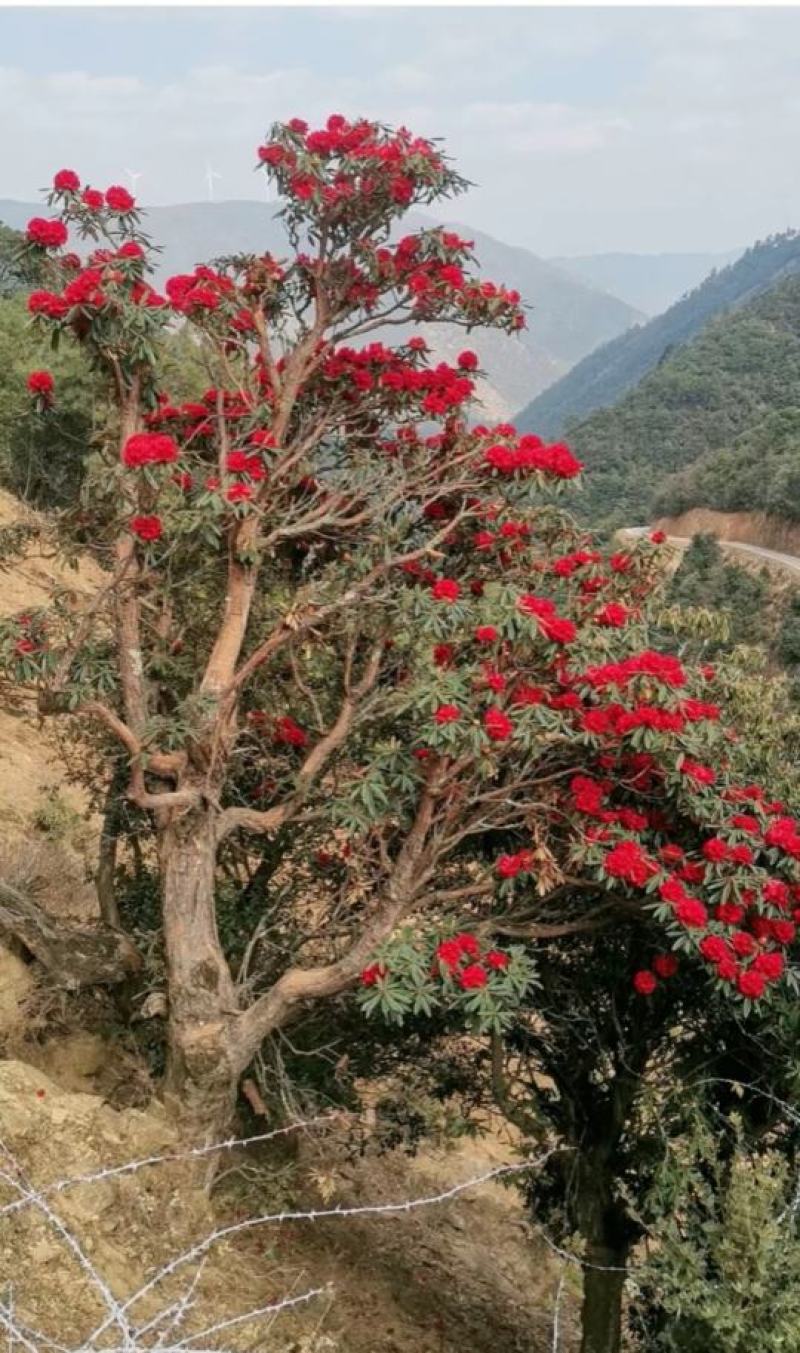 杜鹃老桩