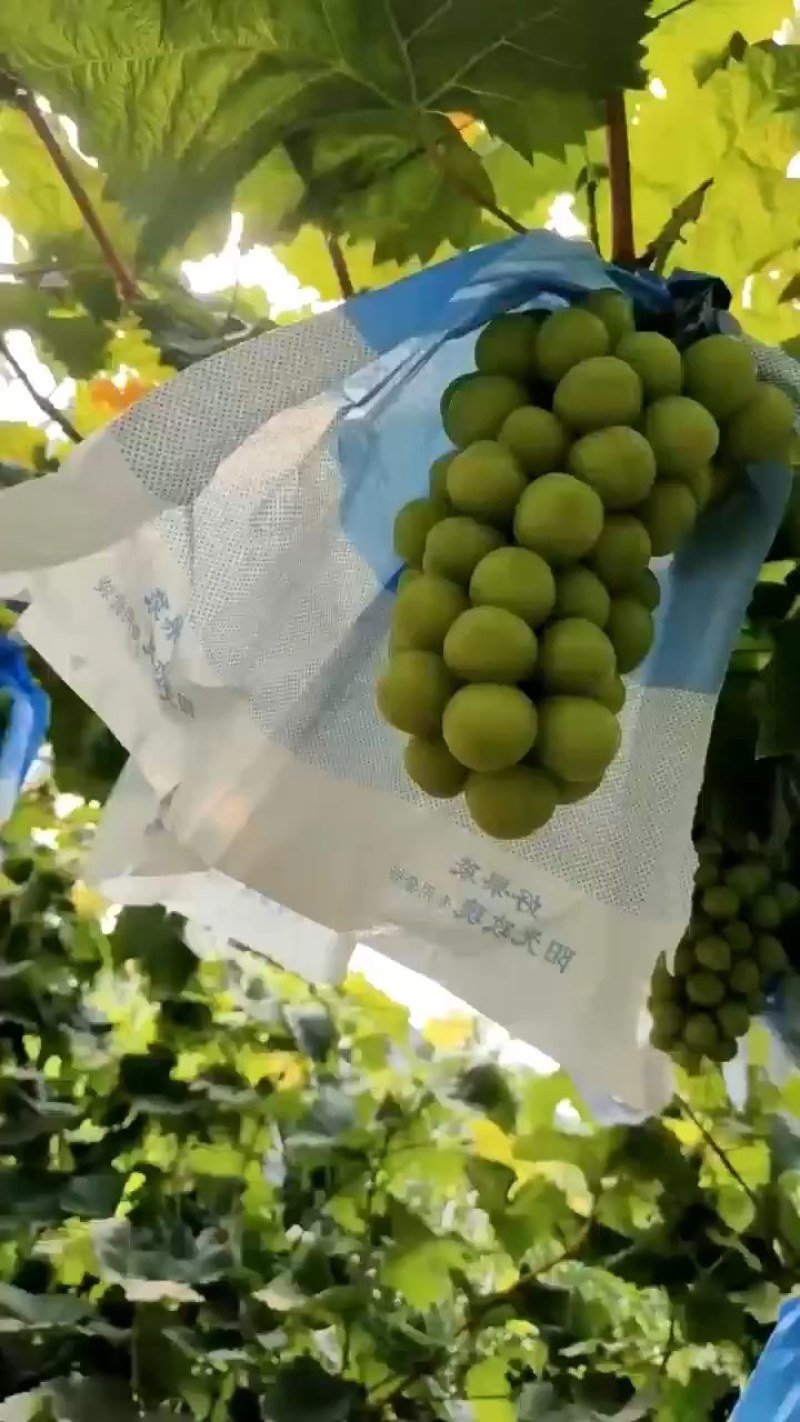 砀山优质阳光玫瑰葡萄大量上市口感密甜正在热销中货发全国