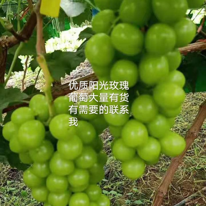 砀山优质阳光玫瑰葡萄大量上市口感密甜正在热销中货发全国