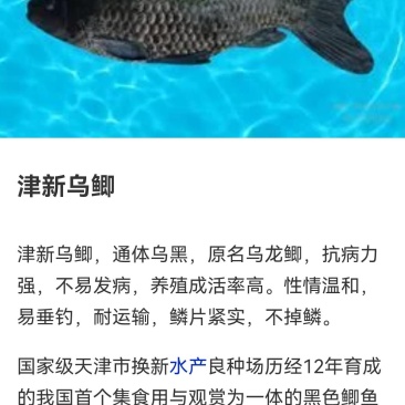 乌鲫鱼