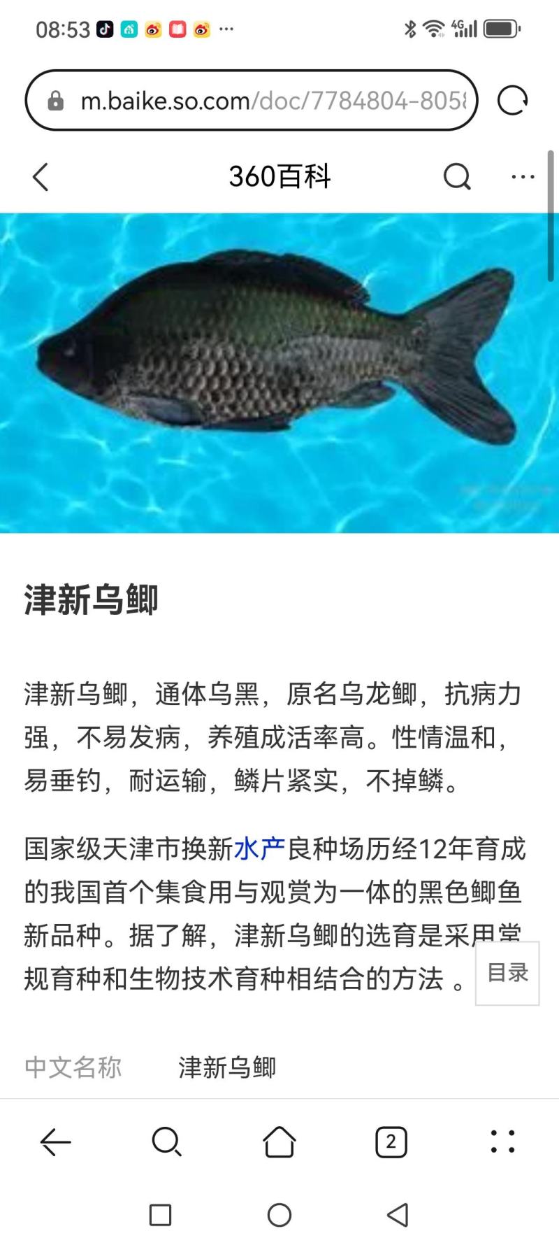 乌鲫鱼