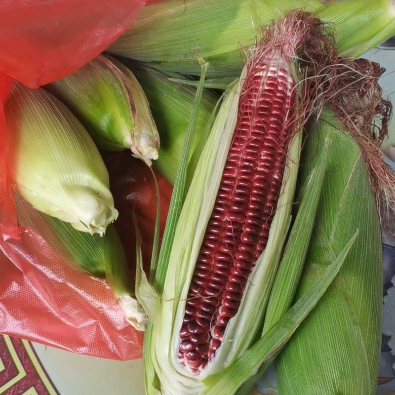 黑糯玉米