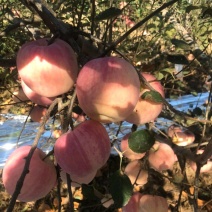 苹果辽宁红钱苹果大量上市，色泽红甜脆可口量大从优