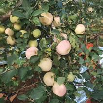 辽宁苹果精品红钱苹果大量上市，产地直发口感脆甜