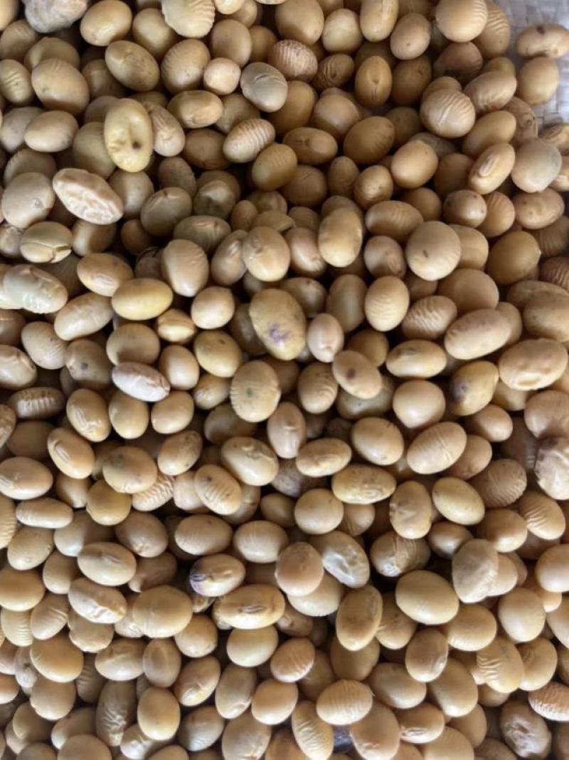 湖北优质高蛋白大豆。适合各种豆制品，产地直发