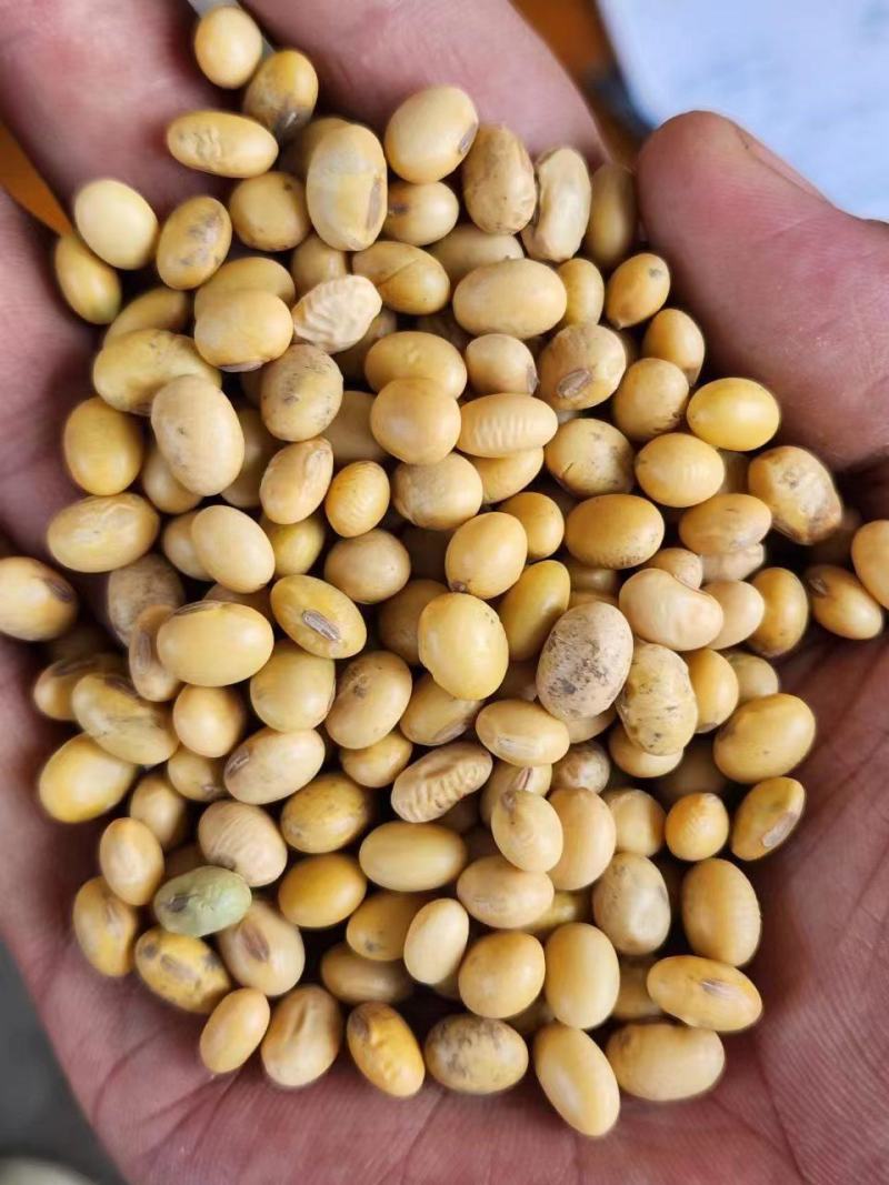湖北优质高蛋白大豆。适合各种豆制品，产地直发