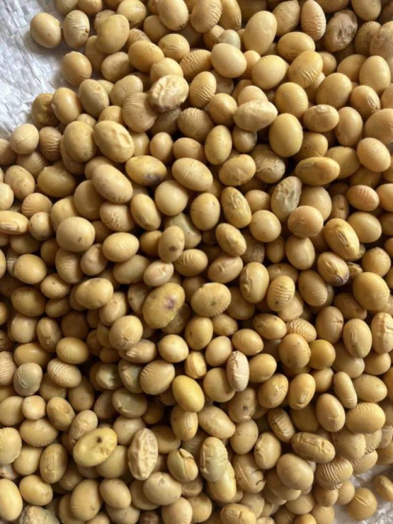 湖北优质高蛋白大豆。适合各种豆制品，产地直发