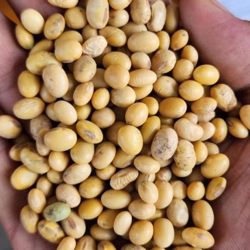 湖北优质高蛋白大豆。适合各种豆制品，产地直发