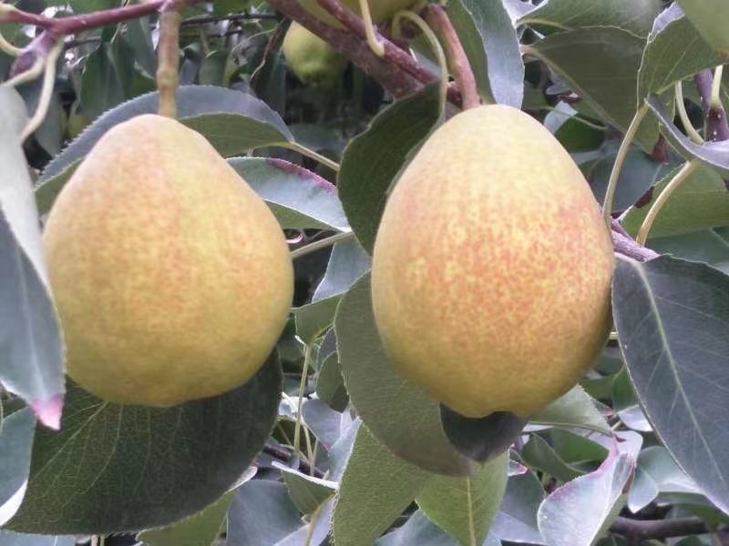 新疆库尔勒早酥梨果园实景