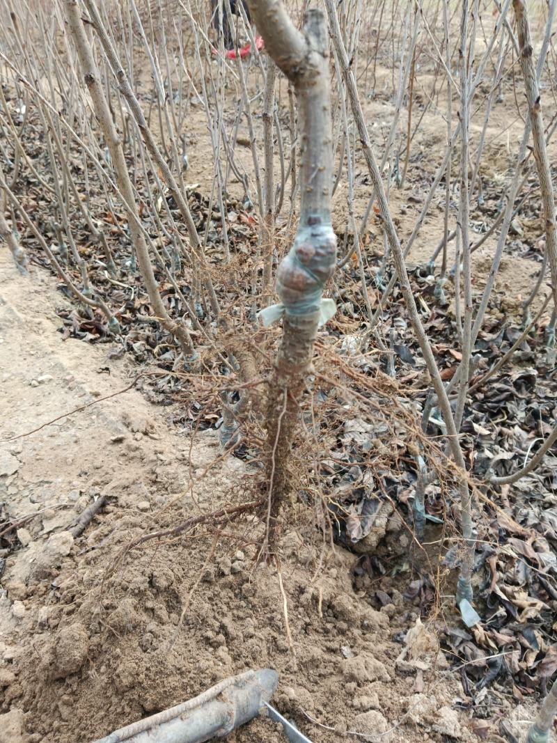 枣树苗冬枣苗脆枣苗保证品质包邮