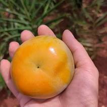 脆柿