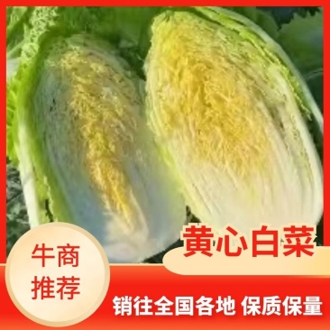 吉林黄心菜产区精品456纯黄芯产地直发