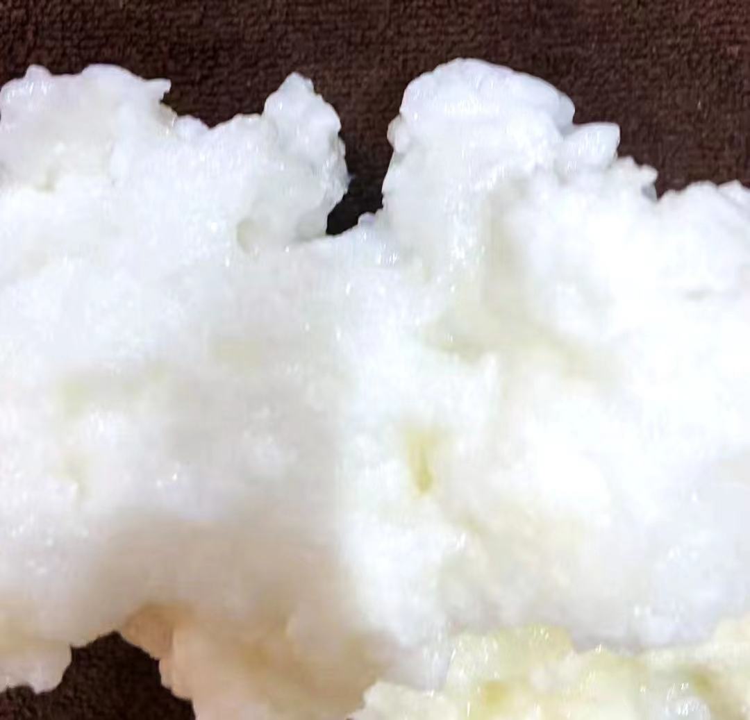 白肉灵芝野生采集于云南高山森林中,采集人员正在挑选成熟子实体 白肉灵芝野生采集场景