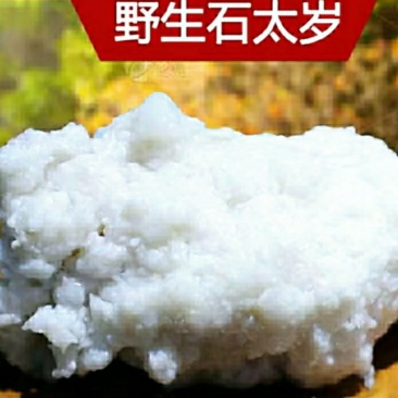 野生石太岁肉灵芝千年溶洞石太岁泡水泡茶煲汤包邮