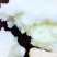 野生石太岁肉灵芝千年溶洞石太岁泡水泡茶煲汤包邮