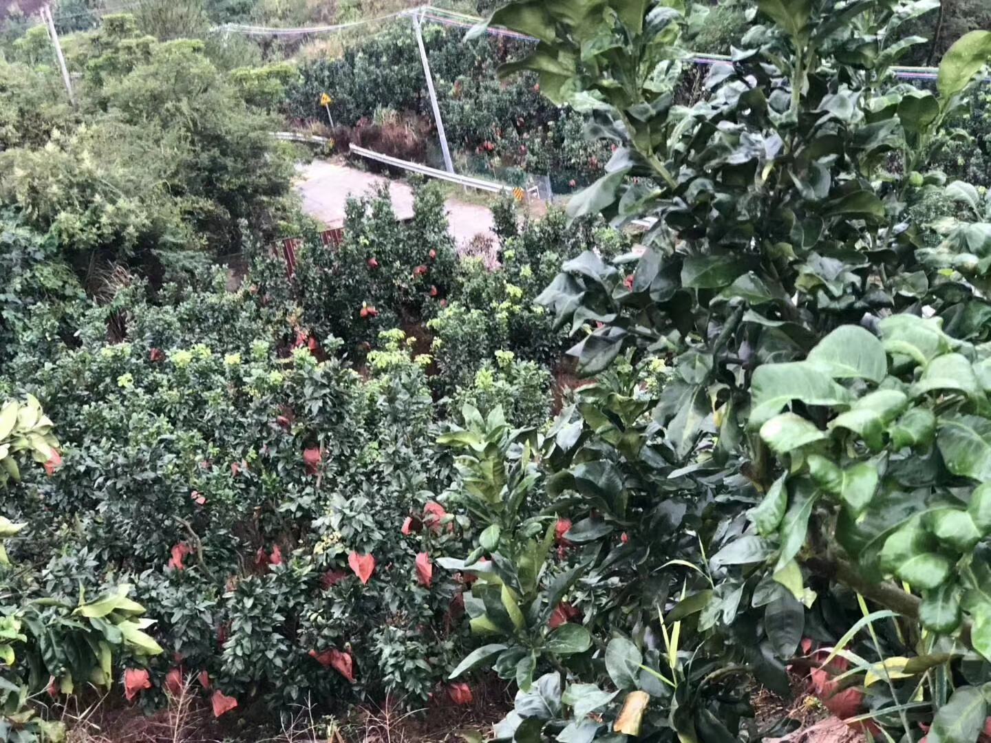 蜜柚果园全景图,展示成片的蜜柚种植园,果实挂满枝头 蜜柚果园全景