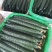 贵州安顺晚期黄瓜大量上市，爽脆可口，品质佳，欢迎采购。