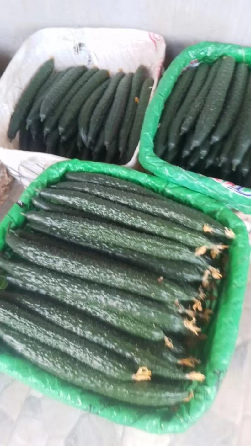 贵州安顺晚期黄瓜大量上市，爽脆可口，品质佳，欢迎采购。