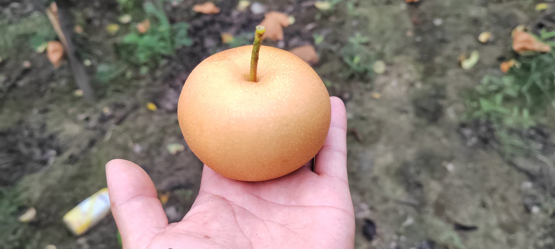 鸭梨食谱展示图