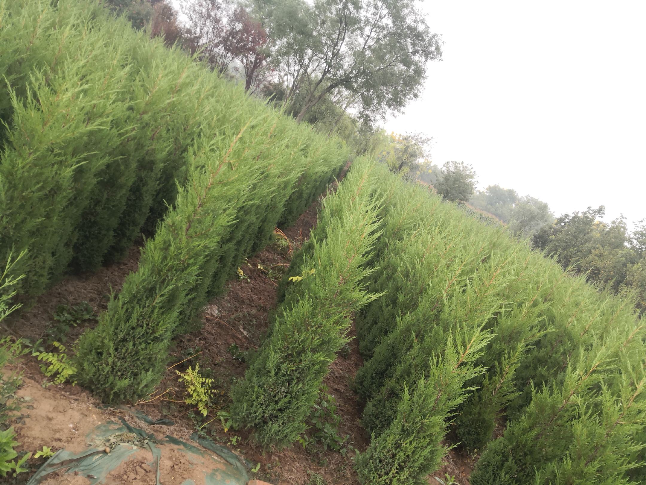 塔柏与侧柏对比种植实验区