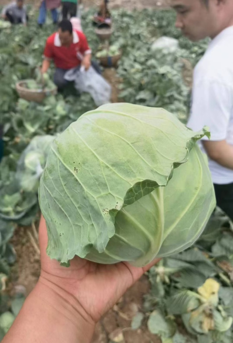 陕西甘蓝圆包菜新鲜上市，大量新鲜供应对接全国电商