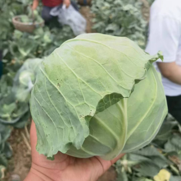 陕西甘蓝圆包菜新鲜上市，大量新鲜供应对接全国电商